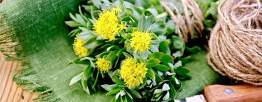 Rozchodnica (Rhodiola Rosea)